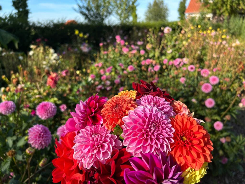 Oenema Flowers
