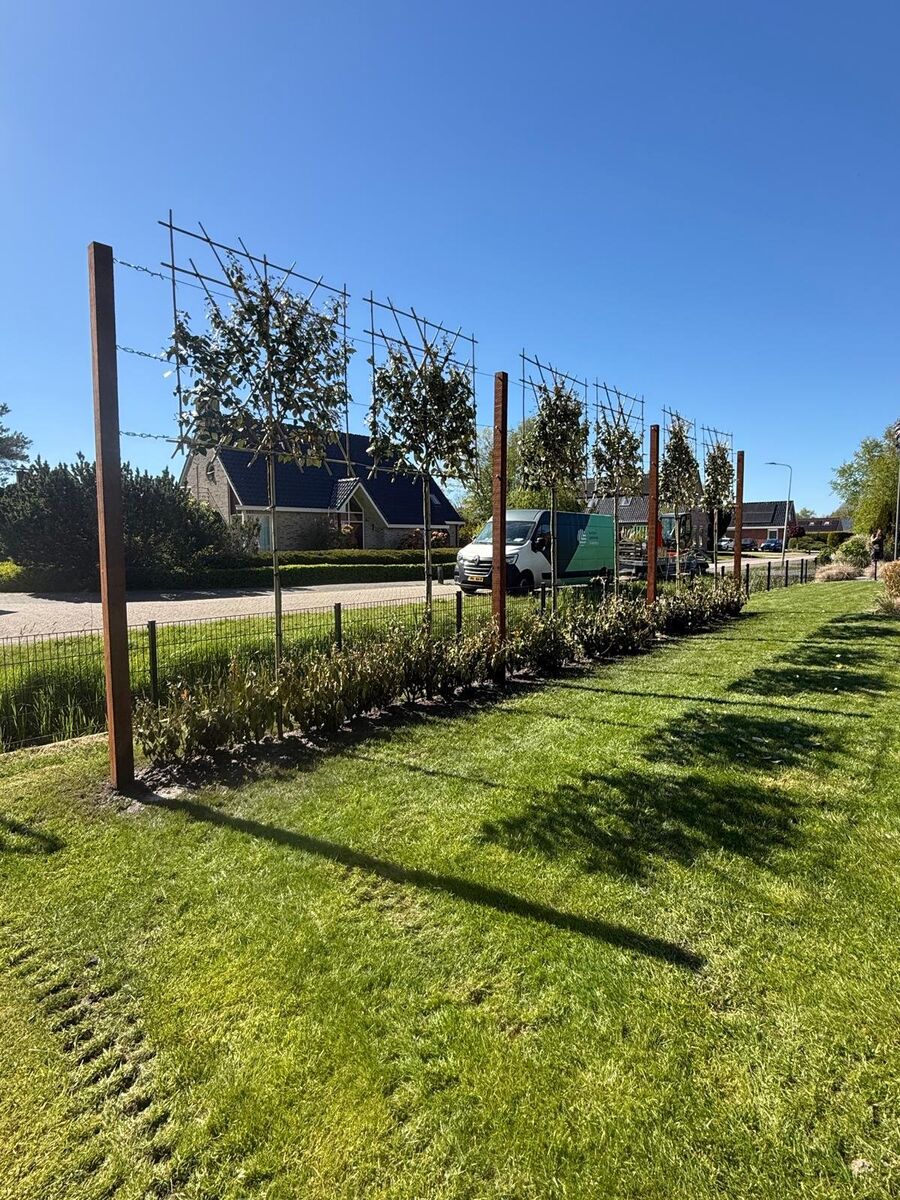 Leibomen en olijfwilghaag in Broeksterwâld