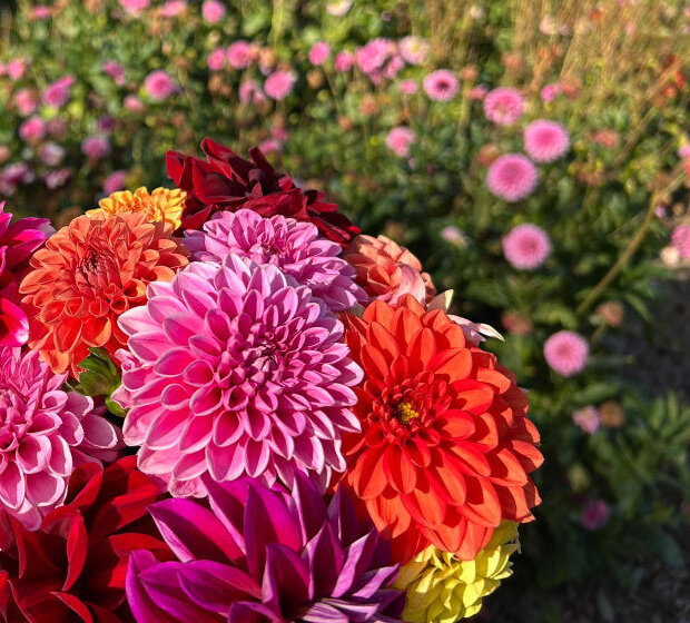 Een boeket dahlia's in roze, oranje en rood