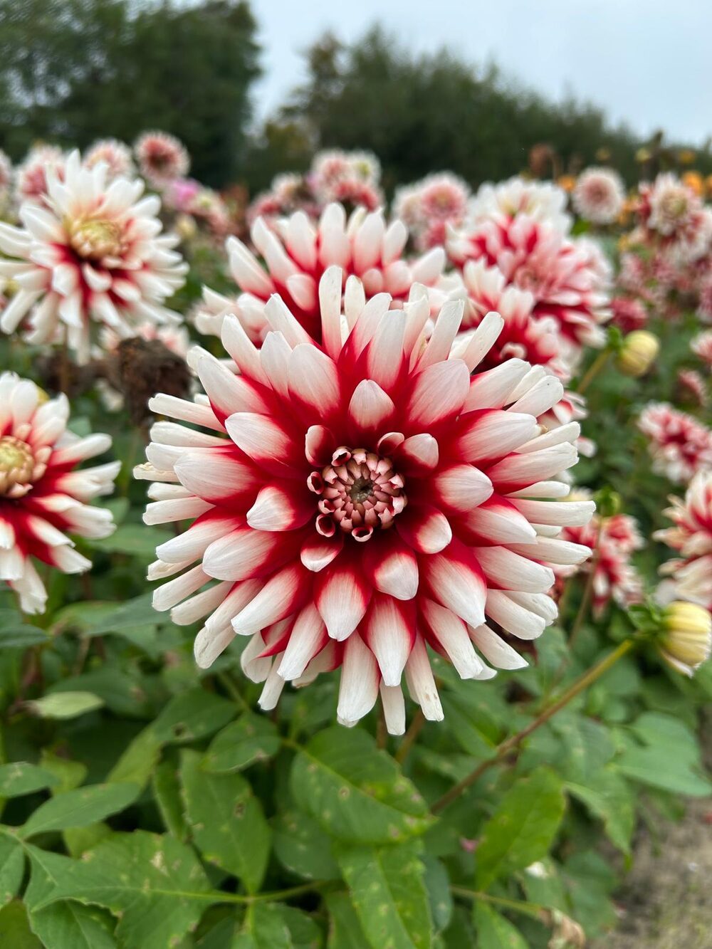 Een rood met witte dahlia in bloei