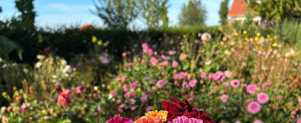Het dahliaveld met bloeiende planten